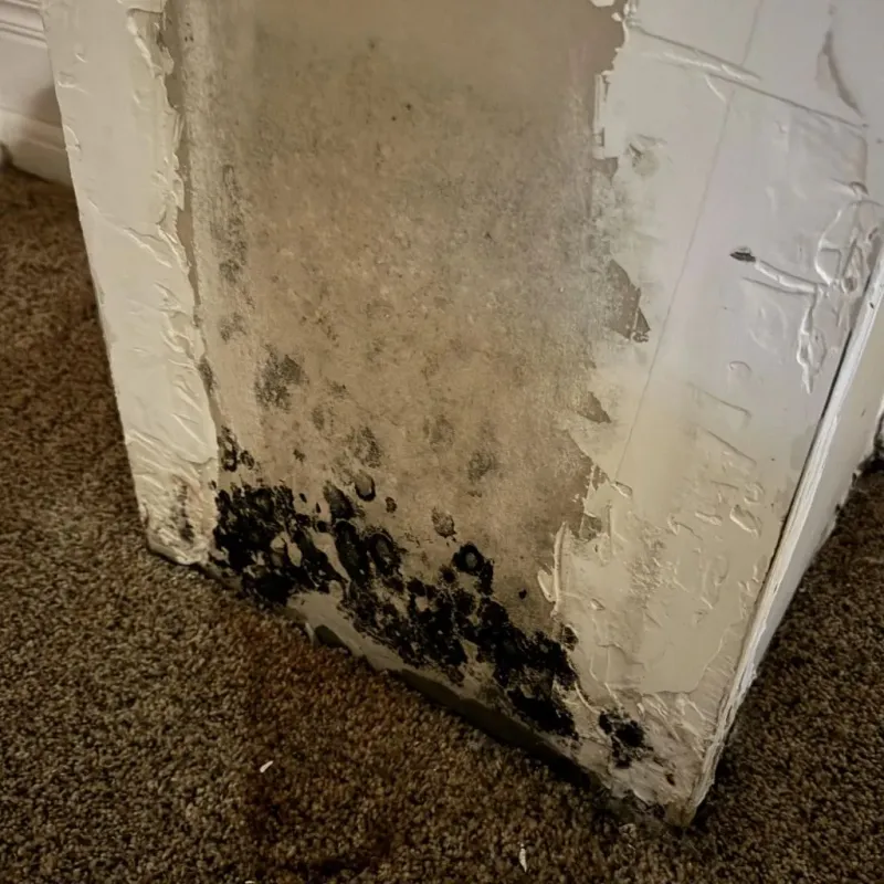 Professional Mold Removal in Pennsauken, NJ